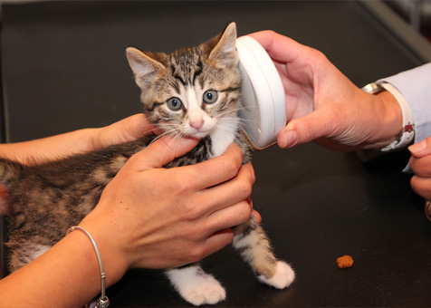 Lecture de la puce d'identification d'un chaton